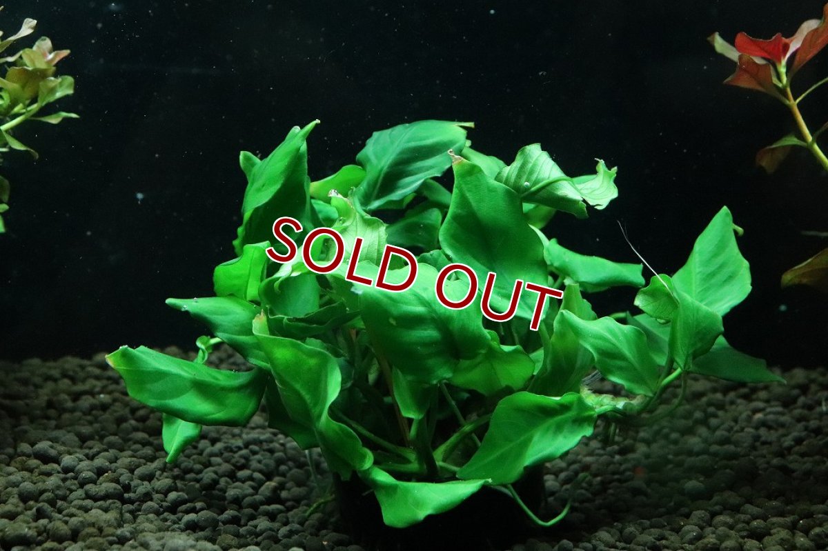 画像1: 【通販 水草】アヌビアス キングコング(輸入品)【1ポット サンプル画像】（陰性水草)（生体）（熱帯魚） (1)