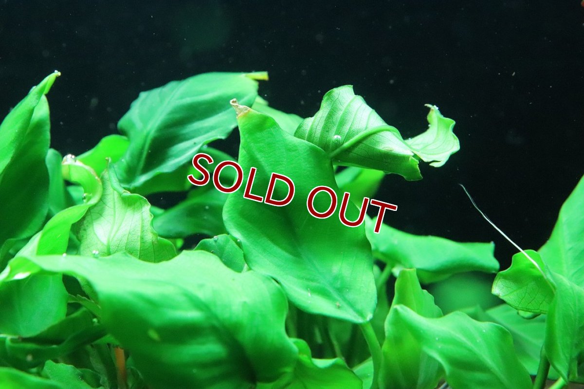 画像2: 【通販 水草】アヌビアス キングコング(輸入品)【1ポット サンプル画像】（陰性水草)（生体）（熱帯魚） (2)