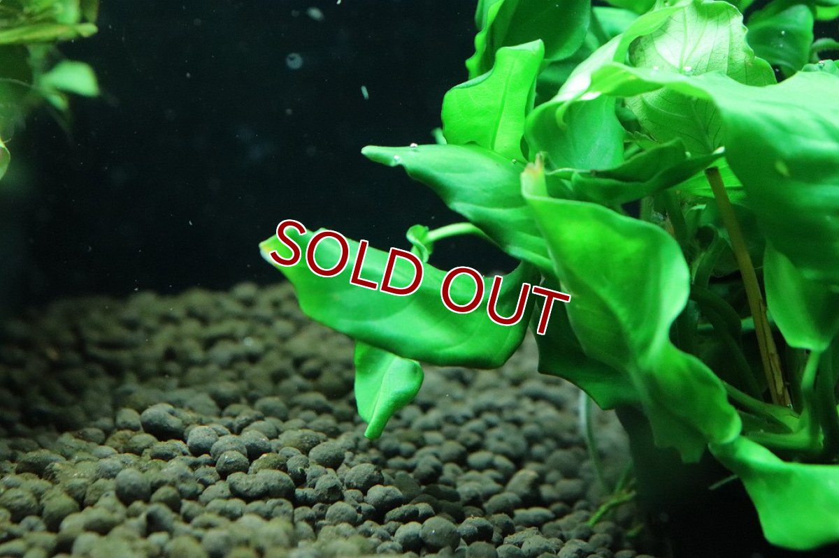 画像3: 【通販 水草】アヌビアス キングコング(輸入品)【1ポット サンプル画像】（陰性水草)（生体）（熱帯魚） (3)