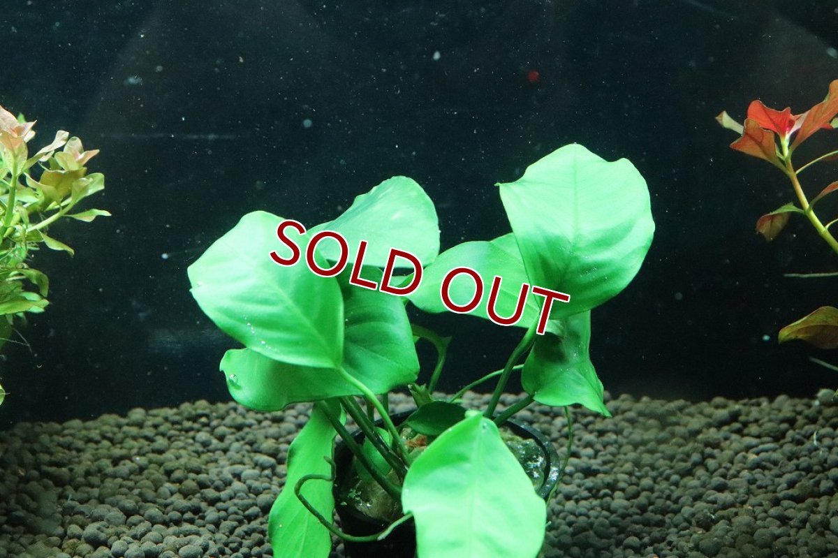 画像1: 【通販 水草】アヌビアス オリエンタルグリーン(輸入品)【1ポット サンプル画像】（陰性水草)（生体）（熱帯魚） (1)