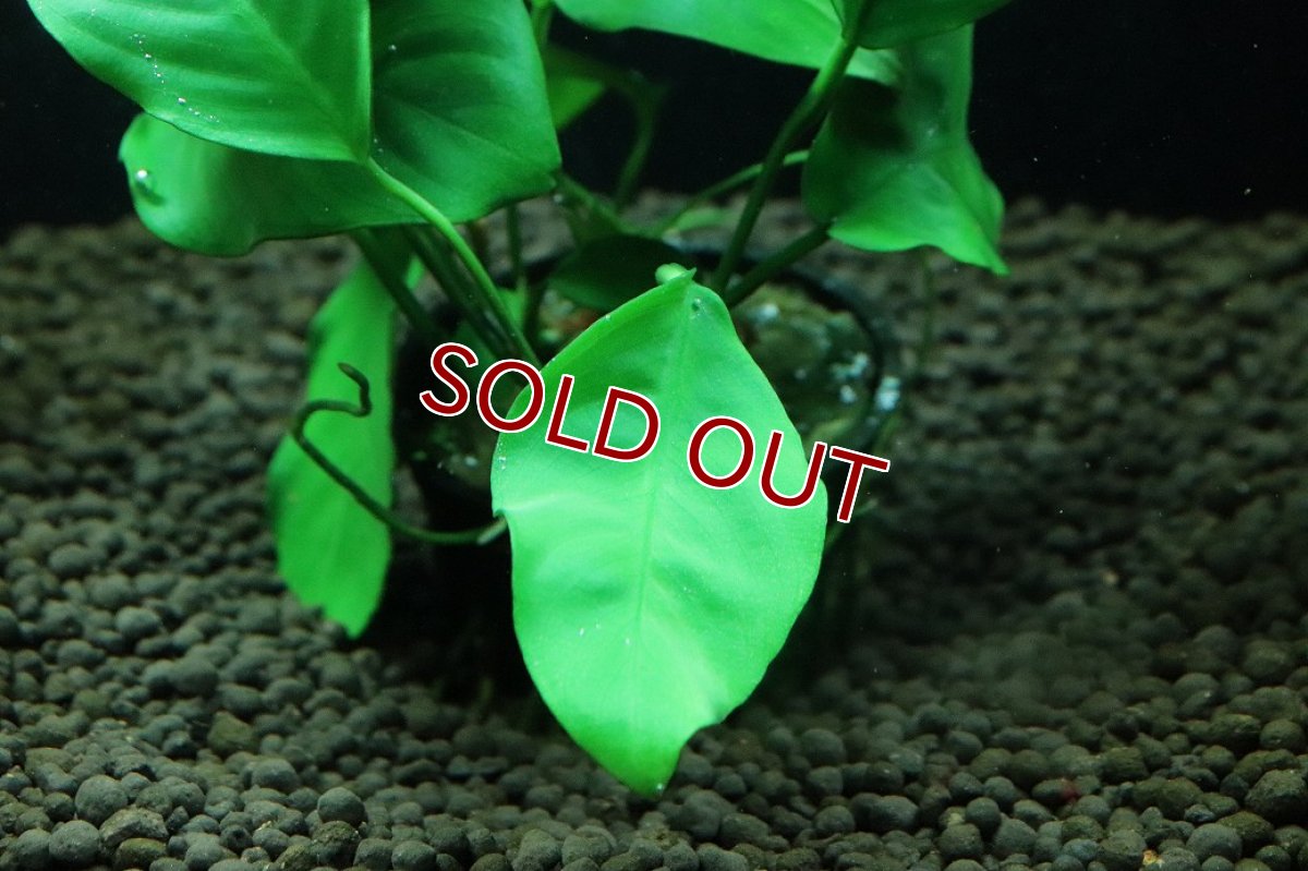 画像3: 【通販 水草】アヌビアス オリエンタルグリーン(輸入品)【1ポット サンプル画像】（陰性水草)（生体）（熱帯魚） (3)
