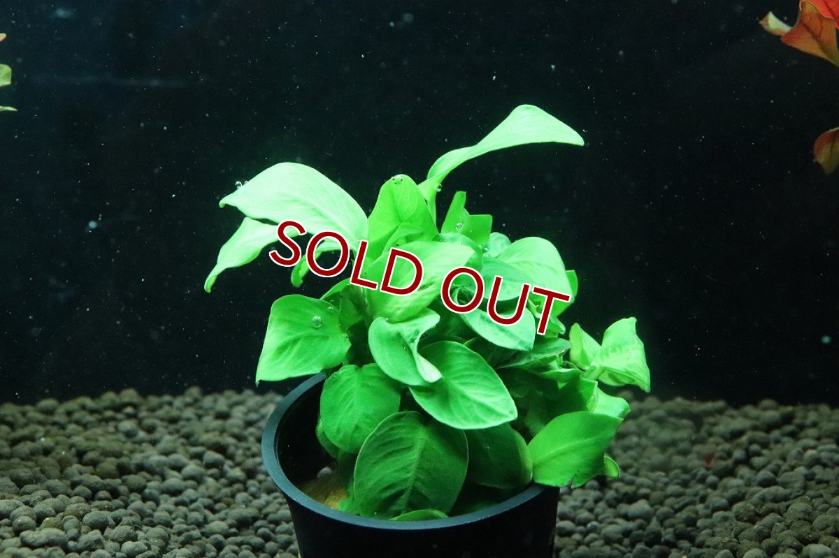 画像1: 【通販 水草】アヌビアス ナナ　ゴールド(輸入品)【1ポット サンプル画像】（陰性水草)（生体）（熱帯魚） (1)