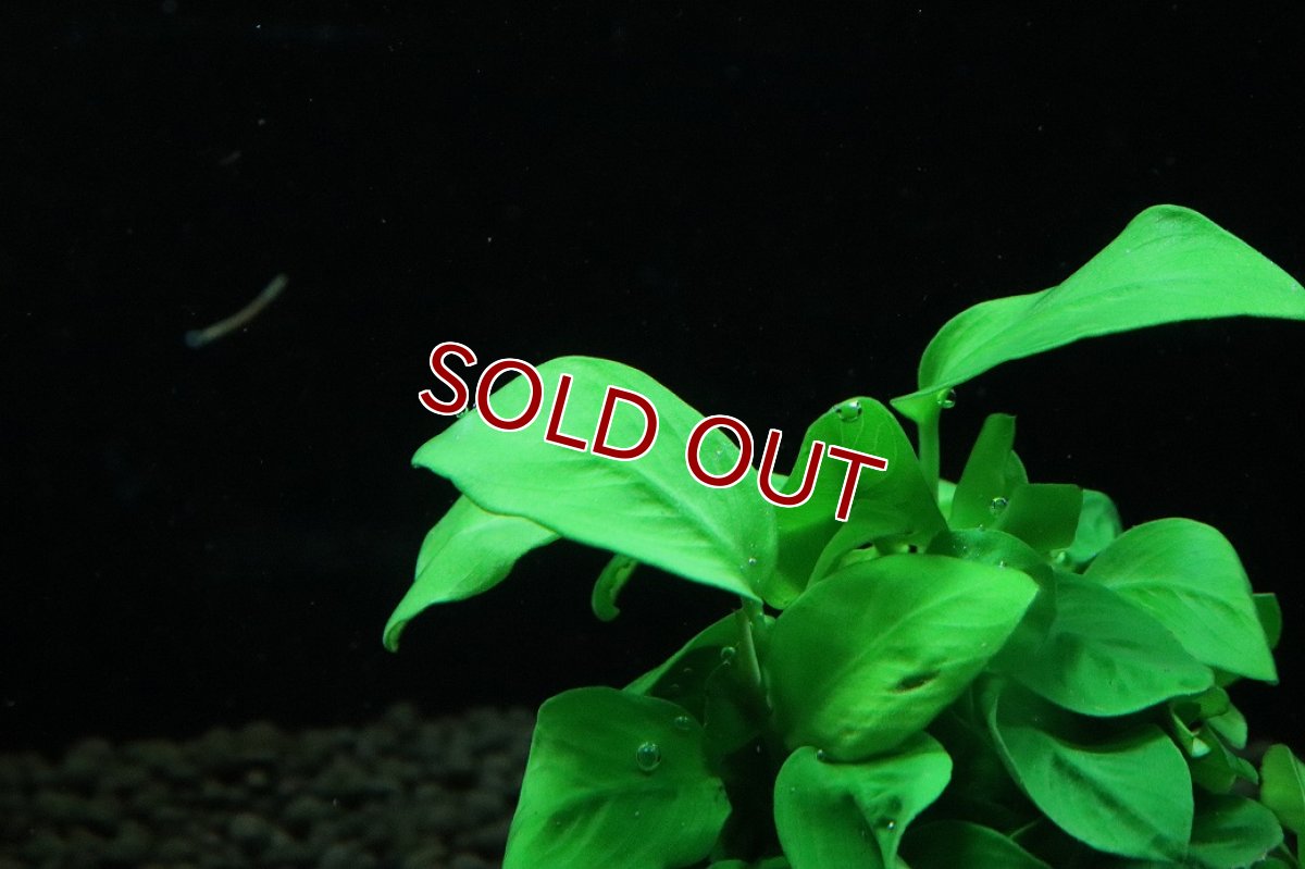 画像2: 【通販 水草】アヌビアス ナナ　ゴールド(輸入品)【1ポット サンプル画像】（陰性水草)（生体）（熱帯魚） (2)