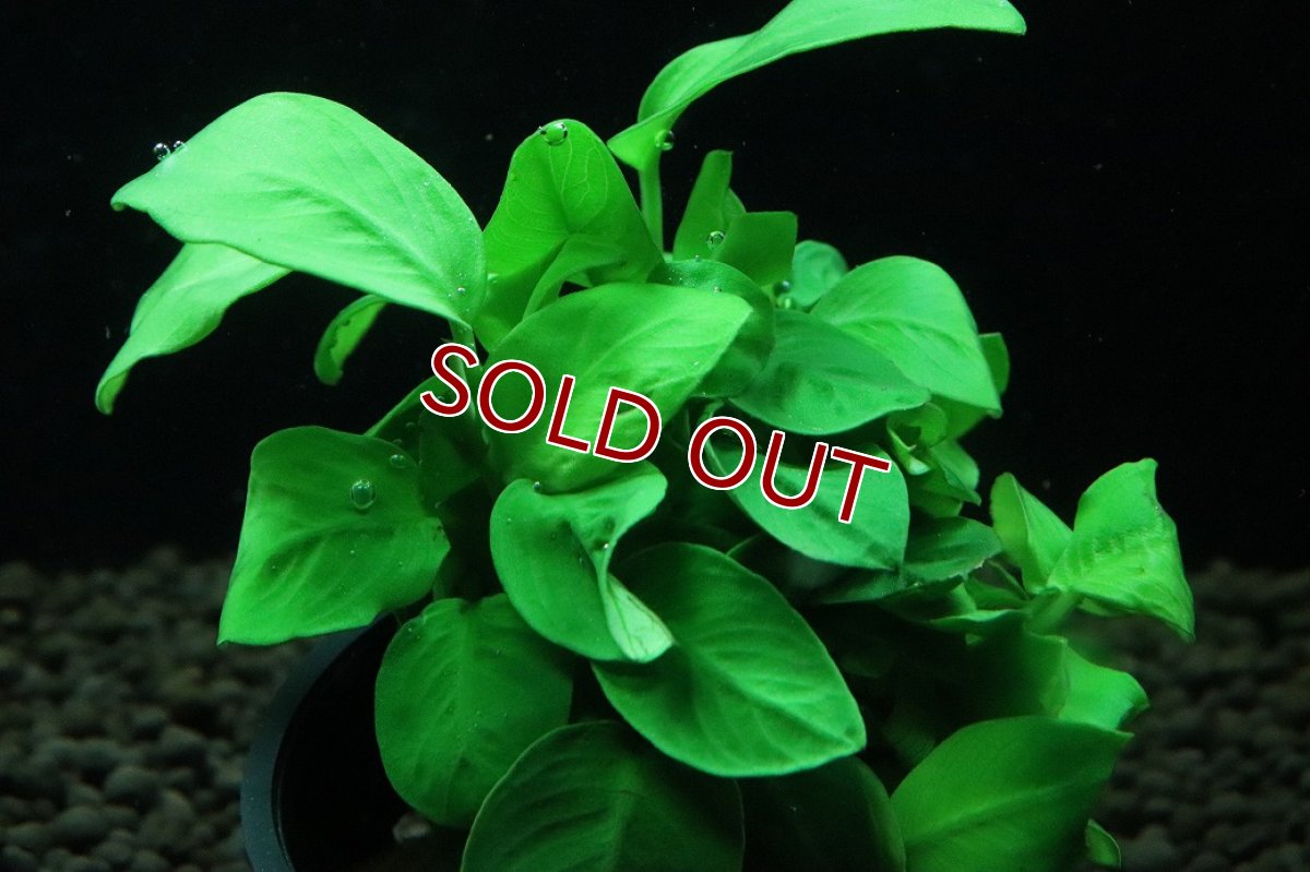 画像3: 【通販 水草】アヌビアス ナナ　ゴールド(輸入品)【1ポット サンプル画像】（陰性水草)（生体）（熱帯魚） (3)