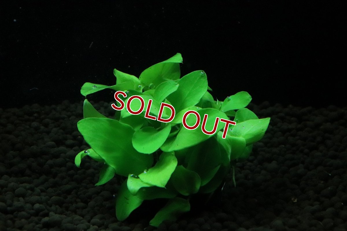 画像1: 【通販 水草】アヌビアス ナナ　ゴールドミニ(輸入品)【1ポット サンプル画像】（陰性水草)（生体）（熱帯魚） (1)