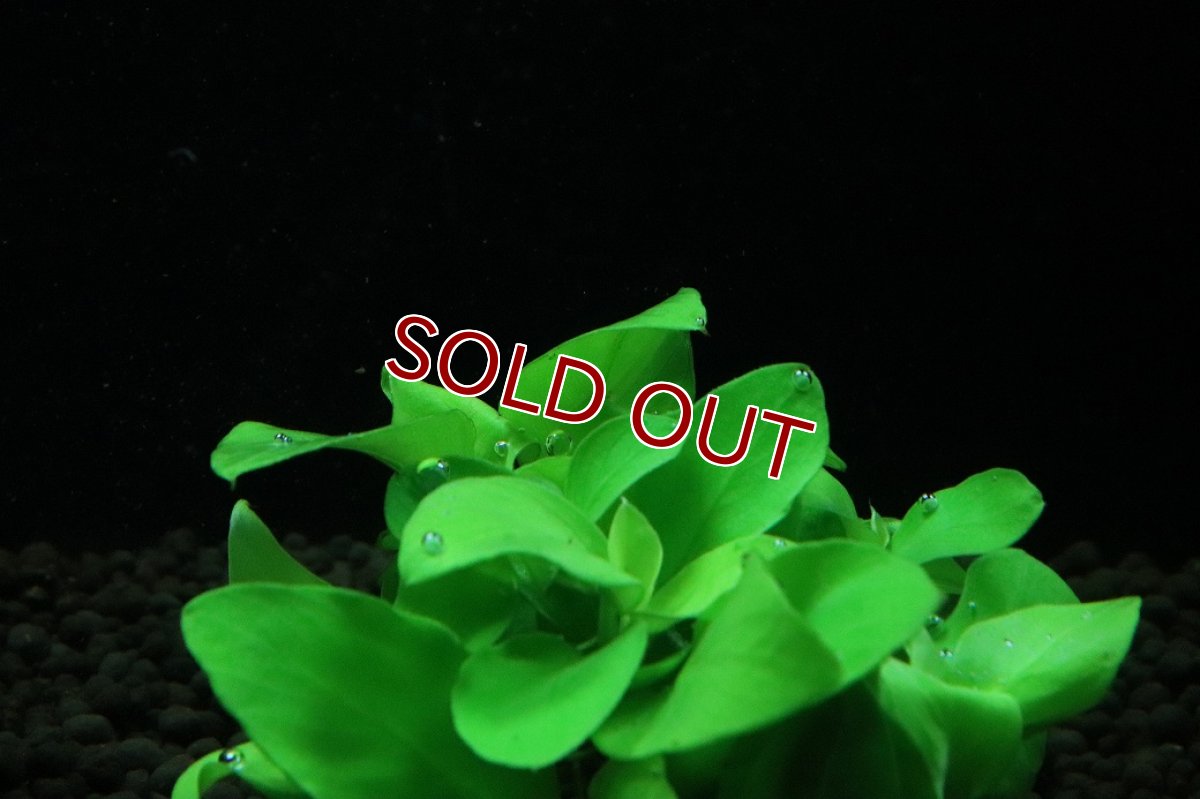 画像2: 【通販 水草】アヌビアス ナナ　ゴールドミニ(輸入品)【1ポット サンプル画像】（陰性水草)（生体）（熱帯魚） (2)