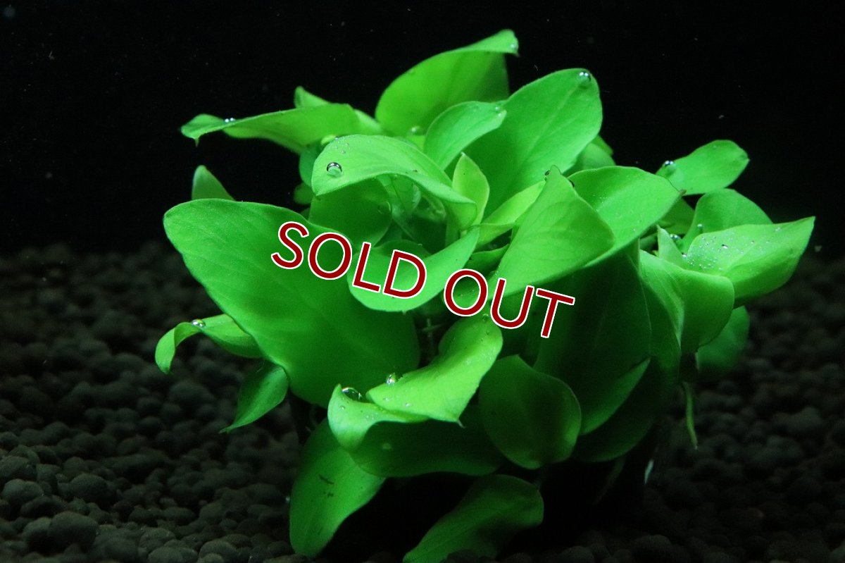 画像3: 【通販 水草】アヌビアス ナナ　ゴールドミニ(輸入品)【1ポット サンプル画像】（陰性水草)（生体）（熱帯魚） (3)