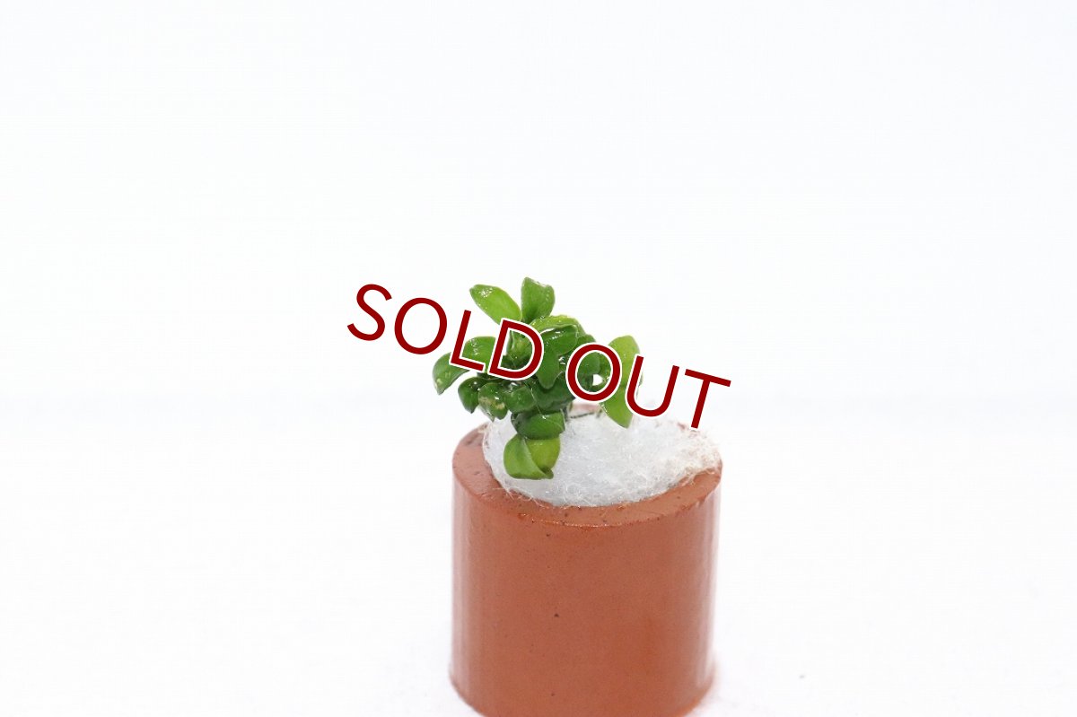 画像1: 【通販 水草】激レア アヌビアス ナナ ペッチーナノ(輸入品)【1株 サンプル画像】（陰性水草)（生体）（熱帯魚） (1)