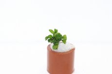 画像1: 【通販 水草】激レア アヌビアス ナナ ペッチーナノ(輸入品)【1株 サンプル画像】（陰性水草)（生体）（熱帯魚） (1)