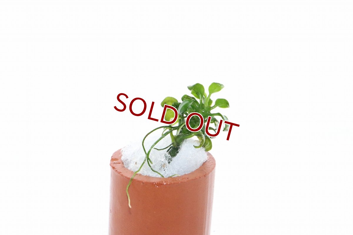 画像3: 【通販 水草】激レア アヌビアス ナナ ペッチーナノ(輸入品)【1株 サンプル画像】（陰性水草)（生体）（熱帯魚） (3)