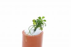 画像3: 【通販 水草】激レア アヌビアス ナナ ペッチーナノ(輸入品)【1株 サンプル画像】（陰性水草)（生体）（熱帯魚） (3)