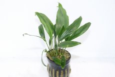 画像1: 【通販 水草】アヌビアス ミニマ(輸入品)【1ポット サンプル画像】（陰性水草)（生体）（熱帯魚） (1)