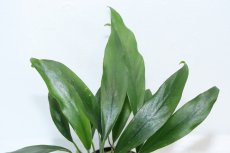 画像2: 【通販 水草】アヌビアス ミニマ(輸入品)【1ポット サンプル画像】（陰性水草)（生体）（熱帯魚） (2)