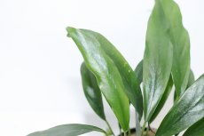 画像3: 【通販 水草】アヌビアス ミニマ(輸入品)【1ポット サンプル画像】（陰性水草)（生体）（熱帯魚） (3)