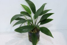 画像1: 【通販 水草】アヌビアス ランケオラータ(輸入品)【1ポット サンプル画像】（陰性水草)（生体）（熱帯魚） (1)