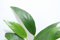 画像2: 【通販 水草】アヌビアス ランケオラータ(輸入品)【1ポット サンプル画像】（陰性水草)（生体）（熱帯魚） (2)