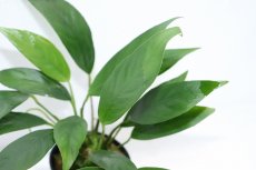 画像3: 【通販 水草】アヌビアス ランケオラータ(輸入品)【1ポット サンプル画像】（陰性水草)（生体）（熱帯魚） (3)