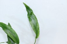 画像2: 【通販 水草】アヌビアス ミニマ 斑入り(輸入品)【1ポット サンプル画像】（陰性水草)（生体）（熱帯魚） (2)