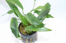 画像3: 【通販 水草】アヌビアス ミニマ 斑入り(輸入品)【1ポット サンプル画像】（陰性水草)（生体）（熱帯魚） (3)