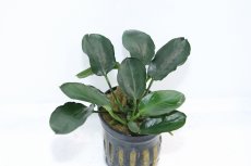 画像1: 【通販 水草】アヌビアス ナナ ダークムーン(輸入品)【1ポット サンプル画像】（陰性水草)（生体）（熱帯魚） (1)