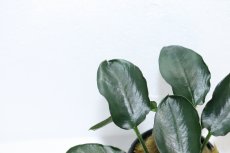 画像2: 【通販 水草】アヌビアス ナナ ダークムーン(輸入品)【1ポット サンプル画像】（陰性水草)（生体）（熱帯魚） (2)