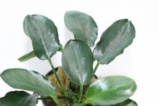 画像3: 【通販 水草】アヌビアス ナナ ダークムーン(輸入品)【1ポット サンプル画像】（陰性水草)（生体）（熱帯魚） (3)