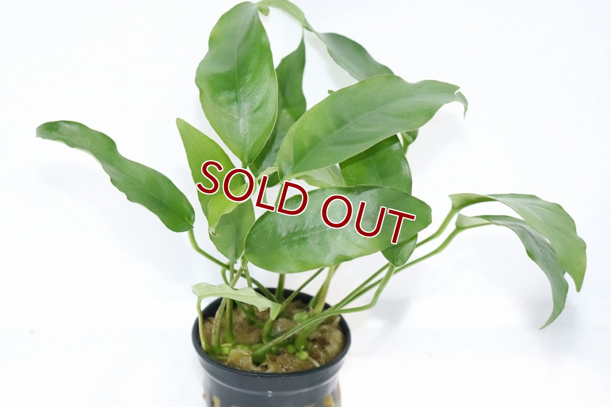 画像1: 【通販 水草】アヌビアス ショート＆シャープ(輸入品)【1ポット サンプル画像】（陰性水草)（生体）（熱帯魚） (1)