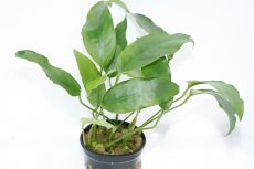 画像1: 【通販 水草】アヌビアス ショート＆シャープ(輸入品)【1ポット サンプル画像】（陰性水草)（生体）（熱帯魚） (1)