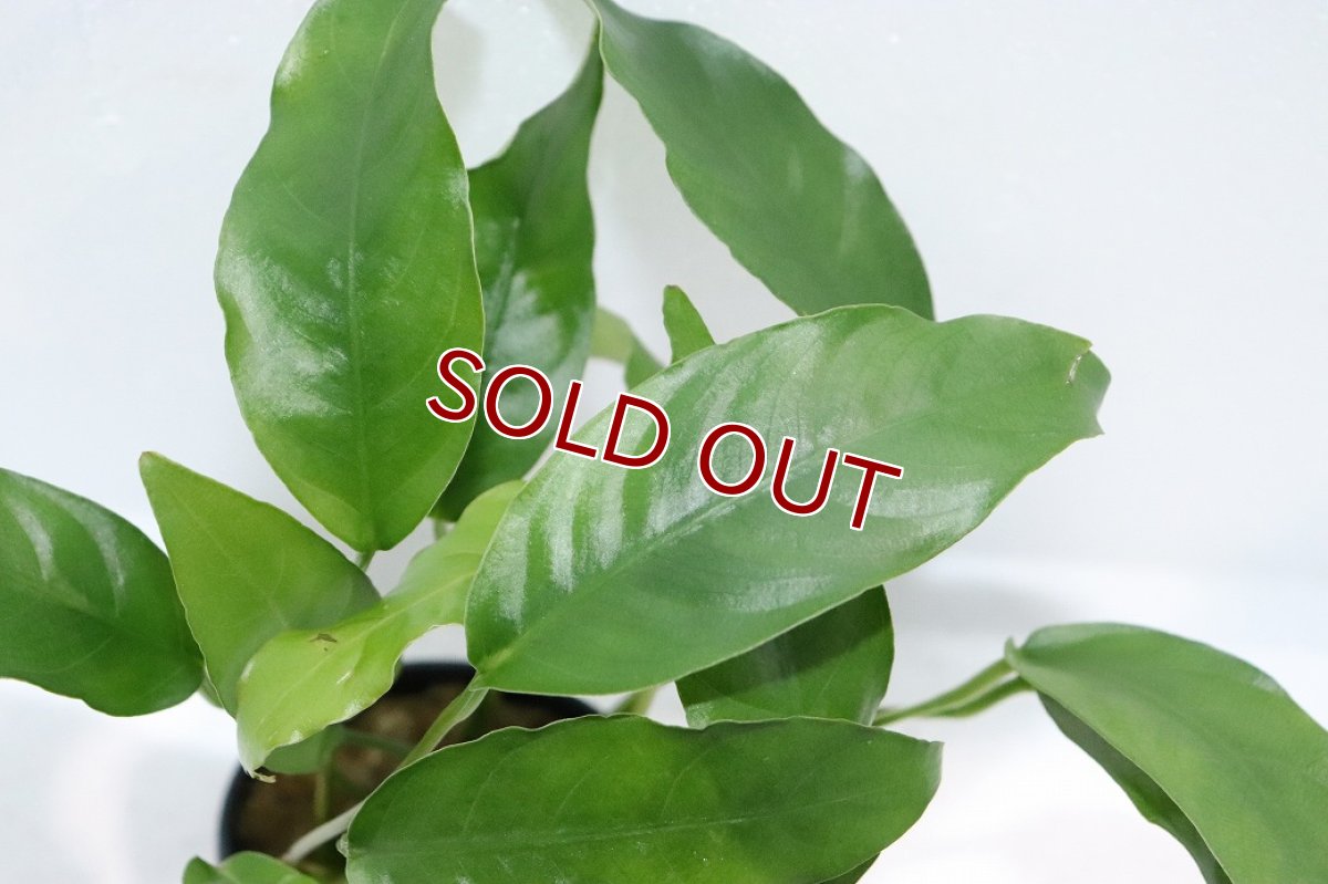 画像2: 【通販 水草】アヌビアス ショート＆シャープ(輸入品)【1ポット サンプル画像】（陰性水草)（生体）（熱帯魚） (2)