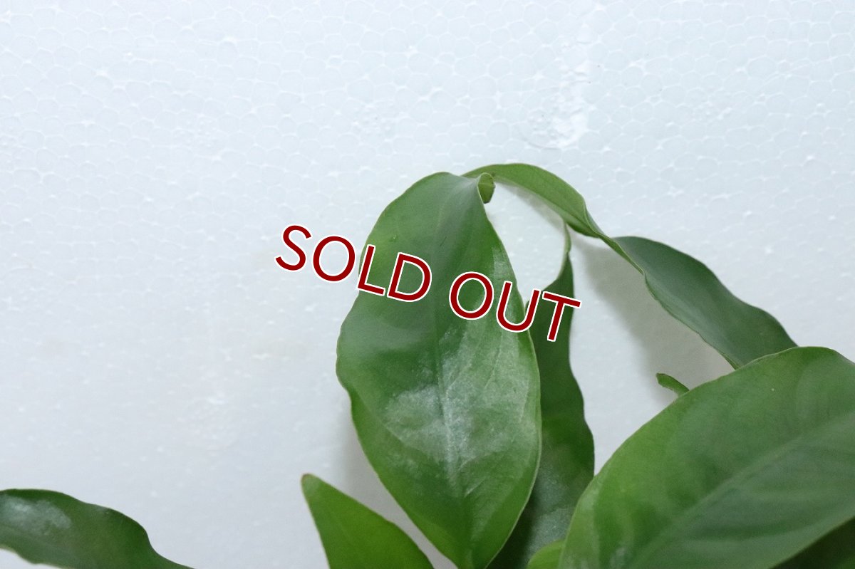 画像3: 【通販 水草】アヌビアス ショート＆シャープ(輸入品)【1ポット サンプル画像】（陰性水草)（生体）（熱帯魚） (3)