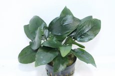 画像1: 【通販 水草】アヌビアス ナナ ピーコック(輸入品)【1ポット サンプル画像】（陰性水草)（生体）（熱帯魚） (1)