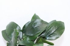 画像2: 【通販 水草】アヌビアス ナナ ピーコック(輸入品)【1ポット サンプル画像】（陰性水草)（生体）（熱帯魚） (2)