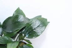 画像3: 【通販 水草】アヌビアス ナナ ピーコック(輸入品)【1ポット サンプル画像】（陰性水草)（生体）（熱帯魚） (3)