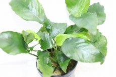 画像3: 【通販 水草】アヌビアス ナナ リンクルリーフ(輸入品)【1ポット サンプル画像】（陰性水草)（生体）（熱帯魚） (3)