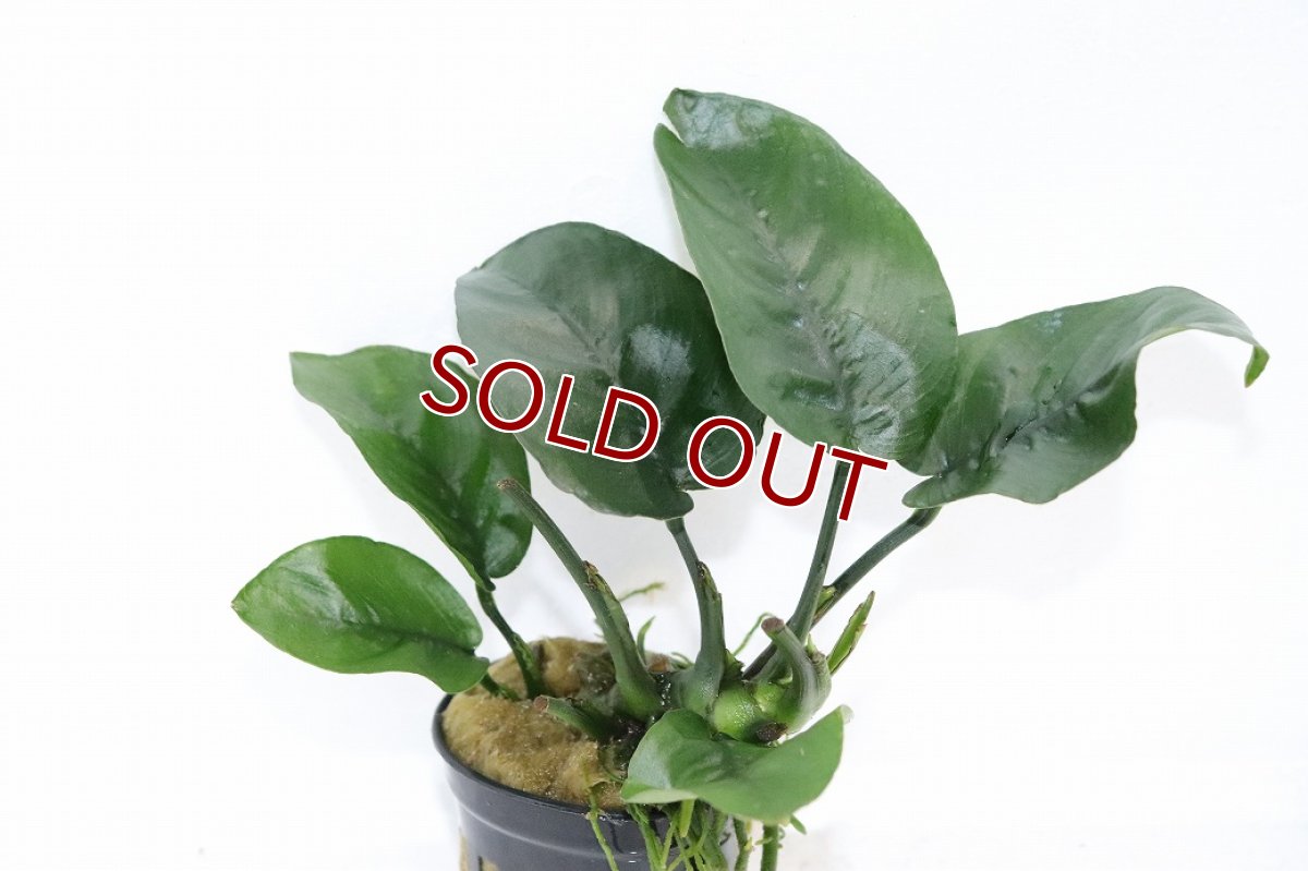 画像1: 【通販 水草】アヌビアス バルテリー バタフライ(輸入品)【1ポット サンプル画像】（陰性水草)（生体）（熱帯魚） (1)