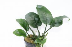 画像1: 【通販 水草】アヌビアス バルテリー バタフライ(輸入品)【1ポット サンプル画像】（陰性水草)（生体）（熱帯魚） (1)