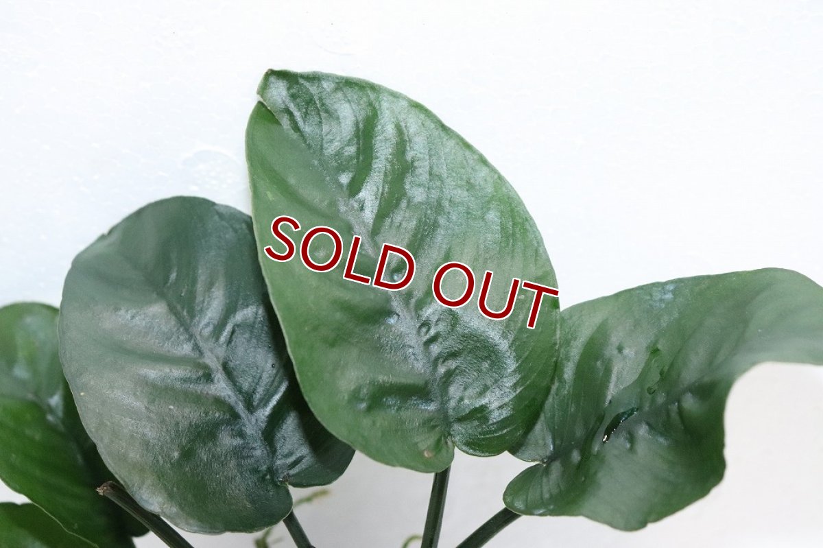 画像2: 【通販 水草】アヌビアス バルテリー バタフライ(輸入品)【1ポット サンプル画像】（陰性水草)（生体）（熱帯魚） (2)