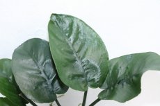 画像2: 【通販 水草】アヌビアス バルテリー バタフライ(輸入品)【1ポット サンプル画像】（陰性水草)（生体）（熱帯魚） (2)