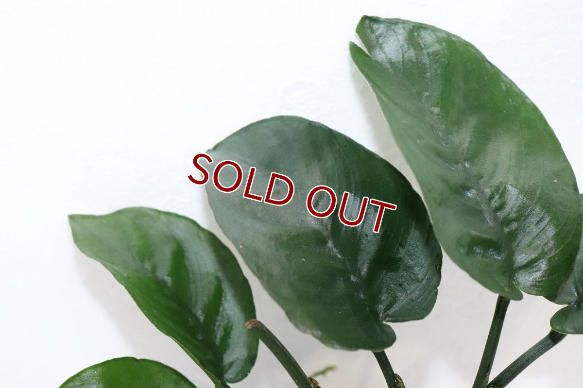 画像3: 【通販 水草】アヌビアス バルテリー バタフライ(輸入品)【1ポット サンプル画像】（陰性水草)（生体）（熱帯魚） (3)