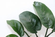 画像3: 【通販 水草】アヌビアス バルテリー バタフライ(輸入品)【1ポット サンプル画像】（陰性水草)（生体）（熱帯魚） (3)