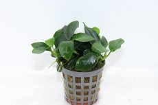 画像1: 【通販 水草】アヌビアス ナナ ボンサイ(輸入品)【1ポット サンプル画像】（陰性水草)（生体）（熱帯魚） (1)