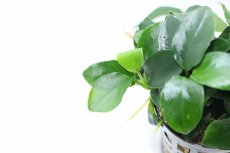 画像2: 【通販 水草】アヌビアス ナナ ボンサイ(輸入品)【1ポット サンプル画像】（陰性水草)（生体）（熱帯魚） (2)