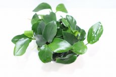 画像3: 【通販 水草】アヌビアス ナナ ボンサイ(輸入品)【1ポット サンプル画像】（陰性水草)（生体）（熱帯魚） (3)