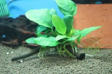 画像1: 【通販 水草】国産 流木付きブランチタイプ アヌビアス ナナ(無農薬)【1個 サンプル画像】（陰性水草)（生体）（熱帯魚） (1)
