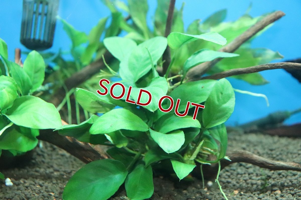 画像2: 【10%OFF対象商品30周年セール】【通販 水草】国産 流木付きブランチタイプ アヌビアス ナナ(無農薬)【1個 サンプル画像】（陰性水草)（生体）（熱帯魚） (2)
