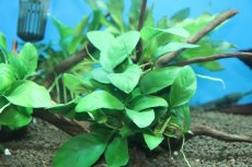 画像2: 【通販 水草】国産 流木付きブランチタイプ アヌビアス ナナ(無農薬)【1個 サンプル画像】（陰性水草)（生体）（熱帯魚） (2)