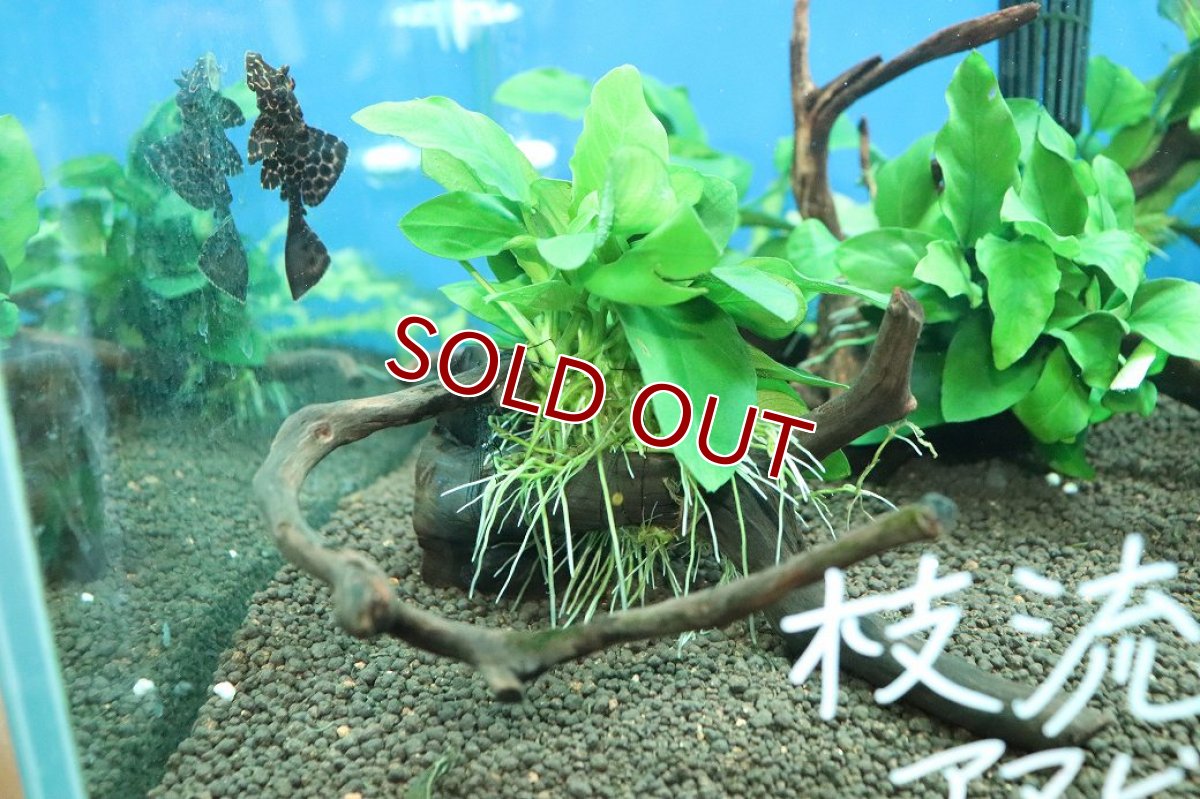 画像3: 【10%OFF対象商品30周年セール】【通販 水草】国産 流木付きブランチタイプ アヌビアス ナナ(無農薬)【1個 サンプル画像】（陰性水草)（生体）（熱帯魚） (3)