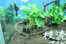 画像3: 【通販 水草】国産 流木付きブランチタイプ アヌビアス ナナ(無農薬)【1個 サンプル画像】（陰性水草)（生体）（熱帯魚） (3)