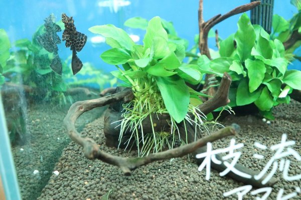 通販 水草】国産 流木付きブランチタイプ アヌビアス ナナ(無農薬)【1