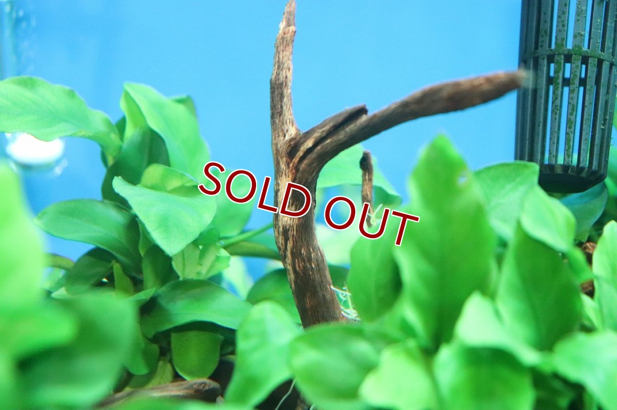 画像4: 【10%OFF対象商品30周年セール】【通販 水草】国産 流木付きブランチタイプ アヌビアス ナナ(無農薬)【1個 サンプル画像】（陰性水草)（生体）（熱帯魚） (4)